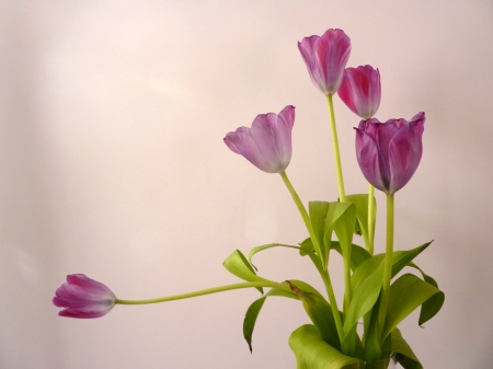 one leaning purple tulip